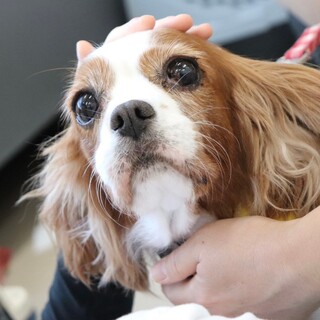 抱っこしてね❤️甘えん坊のサンテちゃん