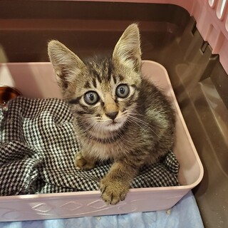 【募集停止】キジトラのロナ君