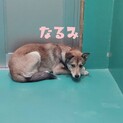 里親決定！保健所収容：仮名・なるみ♀