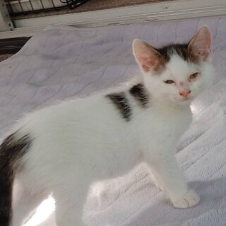 かわいい模様の猫ちゃん