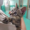 飼い主が決まりました！保健所収容：仮名・マル♀