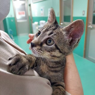 飼い主が決まりました！保健所収容：仮名・マル♀