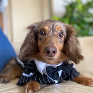 おもちゃで遊ぶの大好き❤️甘えん坊のレイモンドくん