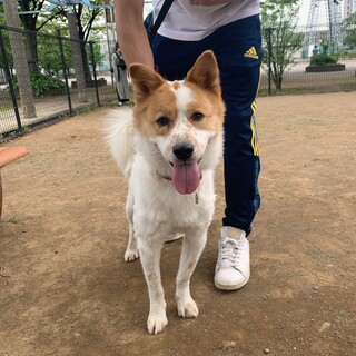 なつっこいこ