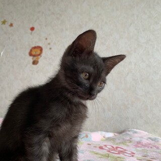 愛らしいくろねこ；ムゥちゃん