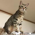 猫の飼育経験豊富な方探しています