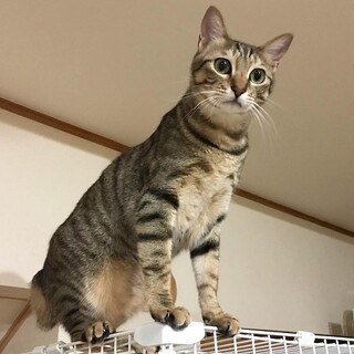 猫の飼育経験豊富な方探しています