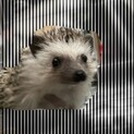 　応募があったため一時停止中
