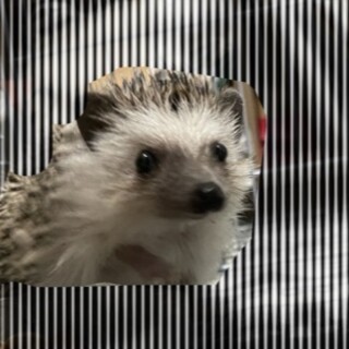 　応募があったため一時停止中