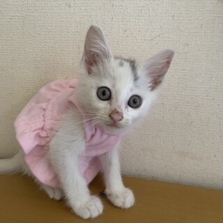 可愛い白猫　ほいっぷちゃん２ヶ月
