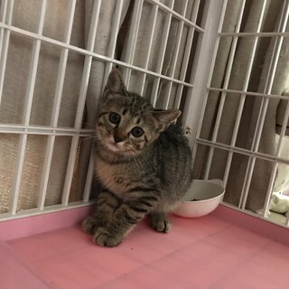可愛いキジトラちゃん一ヶ月