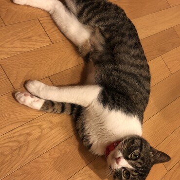 ゴロンと転がってはナデナデを要求するミアちゃん