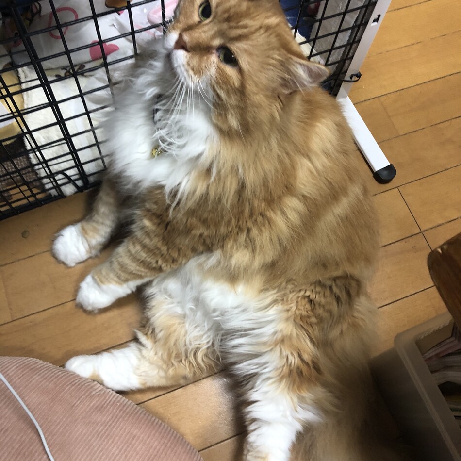 ハルクのカバー写真