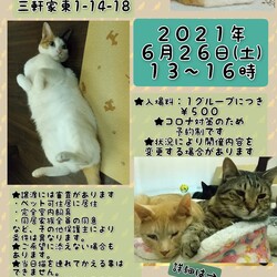 にゃんこ譲渡会 サムネイル1