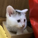 2ヶ月の子猫です 模様が可愛い！！