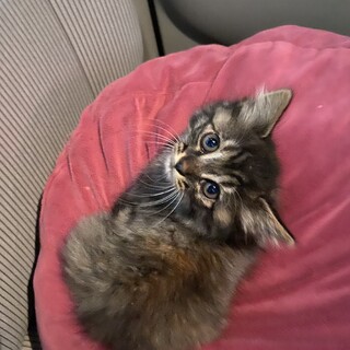 可愛い子猫