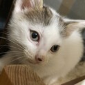 2ヶ月の子猫です