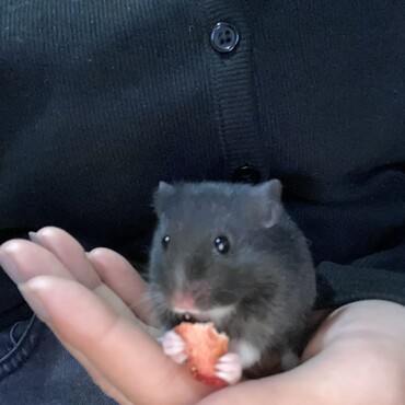 イチゴ❤️