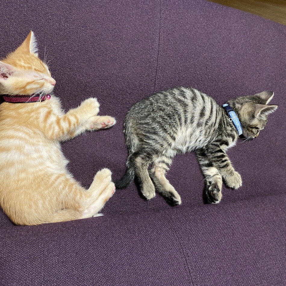 あめのカバー写真