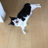 暑いー。あくび。