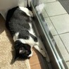 窓際で日向ぼっこ。