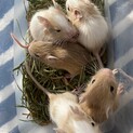 デグーベビー(サンド)の里親募集