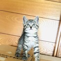 ピコピコ歩くまるまる美猫キジトラちゃん