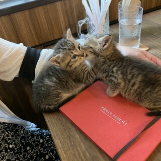 生後1ヶ月、女の子、3匹