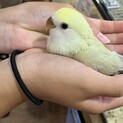 コザクラインコ　シナモン　里親募集