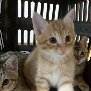 茶トラの女の子です。