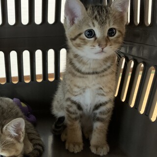 生後2ヶ月の女の子です。