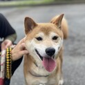 柴ミックス。人懐こい子です。