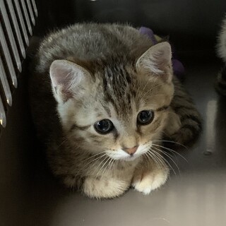 生後2ヶ月の女の子です。