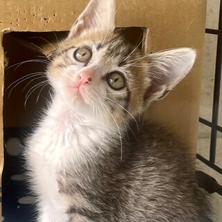 icat-1049　まん丸顔の可愛い白キジちゃん♪