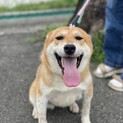 家族に迎えてください。