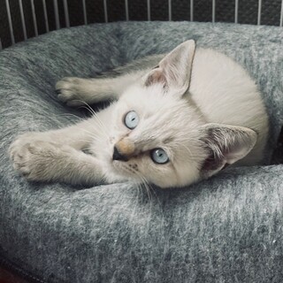 icat-M1045　甘えん坊シャム君♪