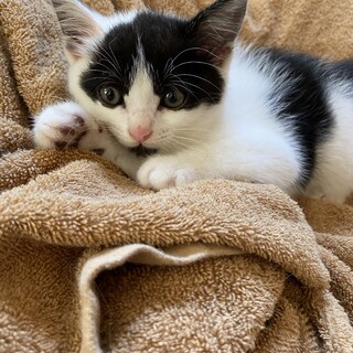 ★ハチワレ☆ 推定1.5ヶ月　元気いっぱいな女の子