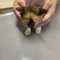 【急募】２ヶ月ミケ猫(♀)