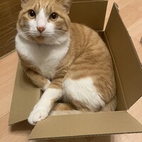 ハル