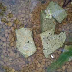 「メダカ日記⑯」サムネイル2