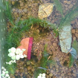 「メダカ日記⑯」サムネイル3