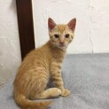 半野良猫の3ヶ月の子猫です。