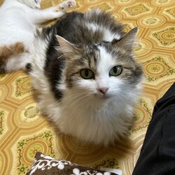 「母娘猫がそれぞれ別の家族の元へ」サムネイル1