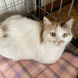 「母娘猫がそれぞれ別の家族の元へ」サムネイル2