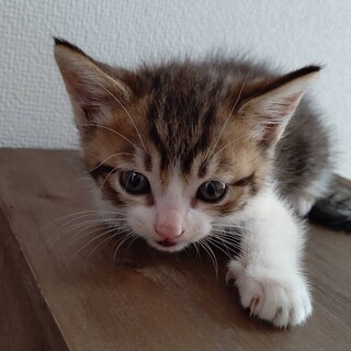 4/15生まれキジ白男の子