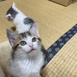 子猫３匹が正式譲渡に❗️