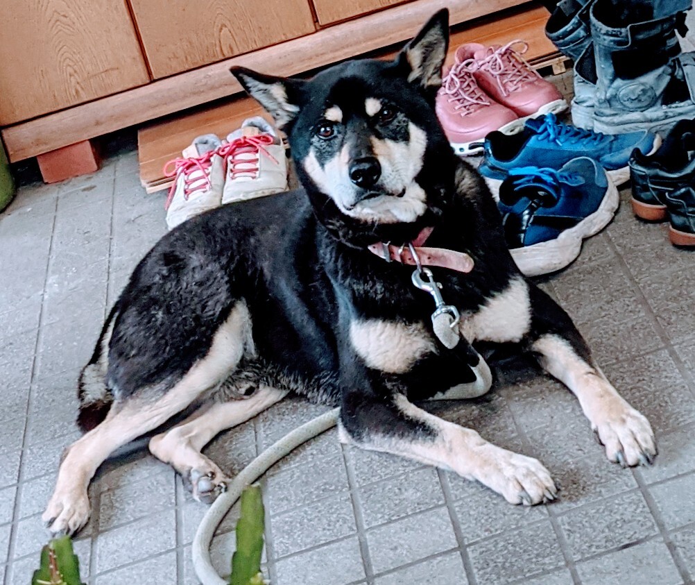 大きな黒柴 26キロ 8才 三重県 犬の里親募集 3674 ペットのおうち 月間利用者150万人