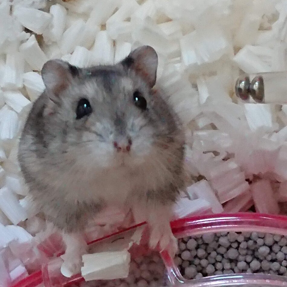 しま君のカバー写真