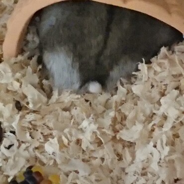 しま社長！お尻出てますよ！おしり！！