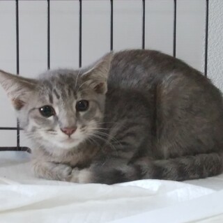 グレーのキジの子猫　生後３ヶ月くらい